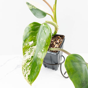 Philodendron Domesticum Marble Variegated (wk25-C)