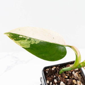 Philodendron Domesticum Marble Variegated (wk25-C)