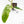 Philodendron Domesticum Marble Variegated (wk25-C)