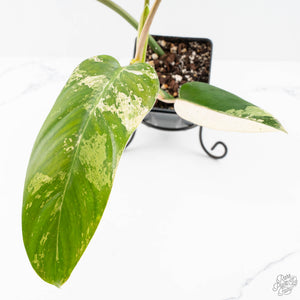 Philodendron Domesticum Marble Variegated (wk25-C)