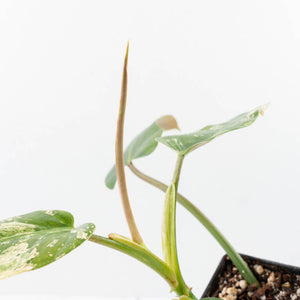Philodendron Domesticum Marble Variegated (wk25-C)