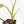 Philodendron Domesticum Marble Variegated (wk25-C)