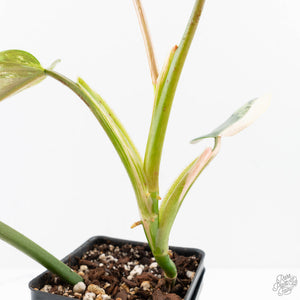 Philodendron Domesticum Marble Variegated (wk25-C)