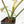 Philodendron Domesticum Marble Variegated (wk17-M)