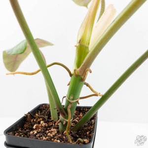 Philodendron Domesticum Marble Variegated (wk17-M)