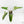 Philodendron Domesticum Marble Variegated (wk17-M)