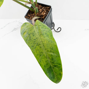 Philodendron Domesticum Marble Variegated (wk17-M)