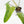 Philodendron Domesticum Marble Variegated (wk17-M)