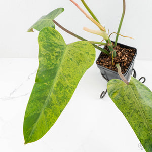 Philodendron Domesticum Marble Variegated (wk17-M)