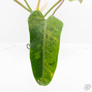 Philodendron Domesticum Marble Variegated (wk17-M)