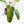 Philodendron Domesticum Marble Variegated (wk17-M)