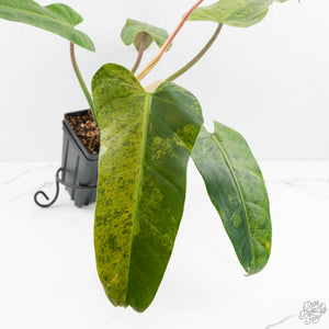 Philodendron Domesticum Marble Variegated (wk17-M)