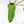 Philodendron Domesticum Marble Variegated (wk17-M)