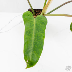 Philodendron Domesticum Marble Variegated (wk17-M)