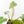 Philodendron Domesticum Marble Variegated (wk17-M)