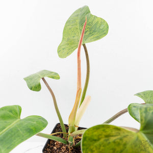Philodendron Domesticum Marble Variegated (wk17-M)