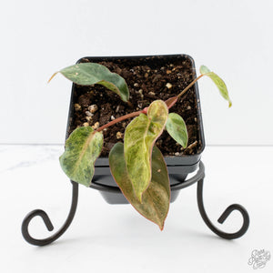 Philodendron 'El Choco Red' x 'Billietiae' Variegated (wk39-L298)