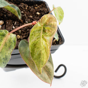 Philodendron 'El Choco Red' x 'Billietiae' Variegated (wk39-L298)
