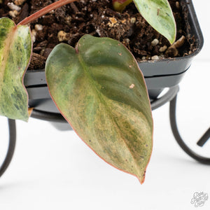Philodendron 'El Choco Red' x 'Billietiae' Variegated (wk39-L298)