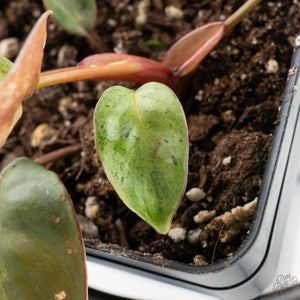 Philodendron 'El Choco Red' x 'Billietiae' Variegated (wk39-L298)