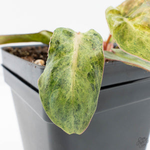 Philodendron 'El Choco Red' x 'Billietiae' Variegated (wk39-L298)
