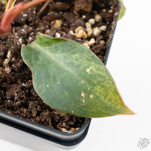 Philodendron 'El Choco Red' x 'Billietiae' Variegated (wk39-L298)