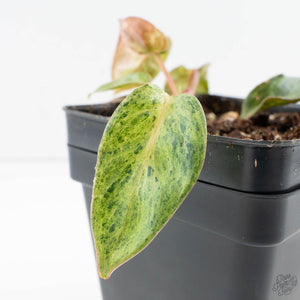 Philodendron 'El Choco Red' x 'Billietiae' Variegated (wk39-L298)