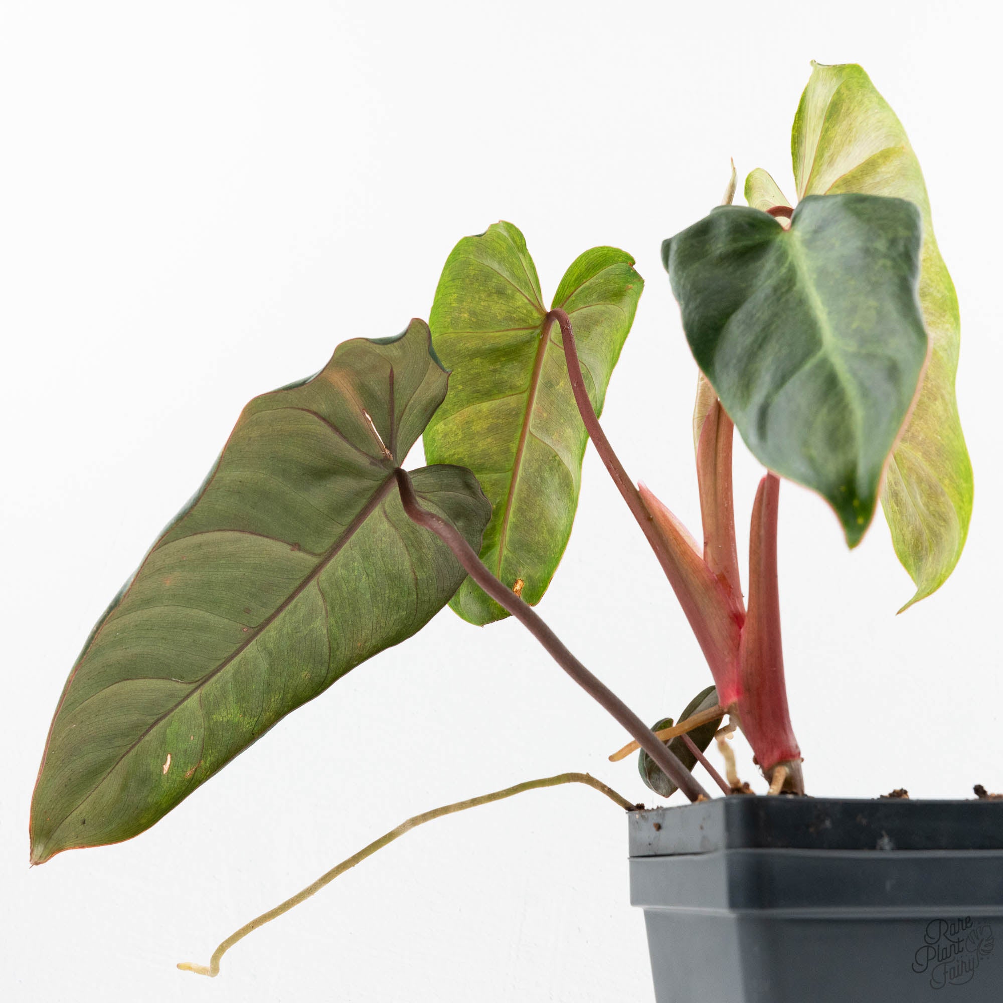 Philodendron 'El Choco Red' x 'Billietiae' Variegated (wk19-I