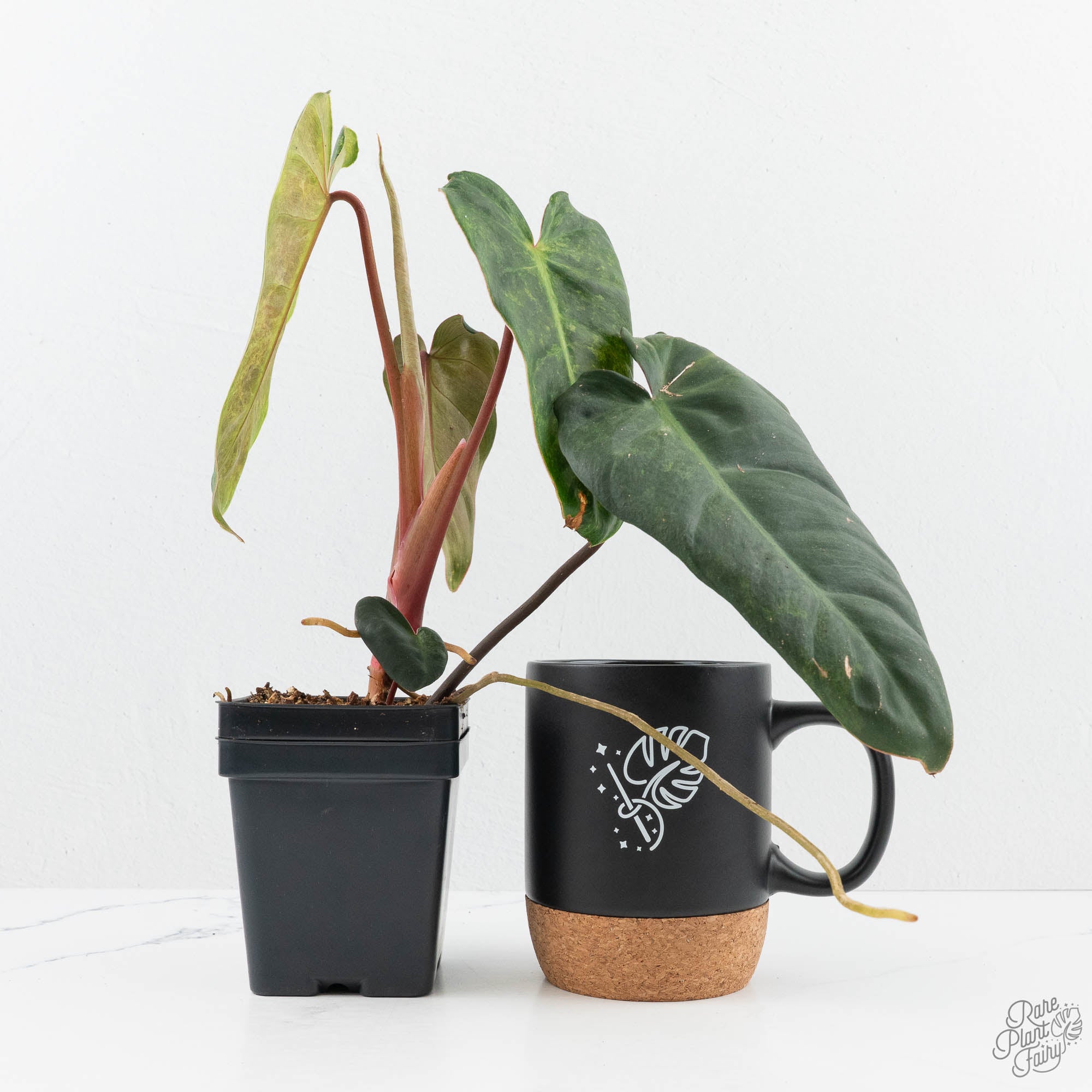 Philodendron 'El Choco Red' x 'Billietiae' Variegated (wk19-I
