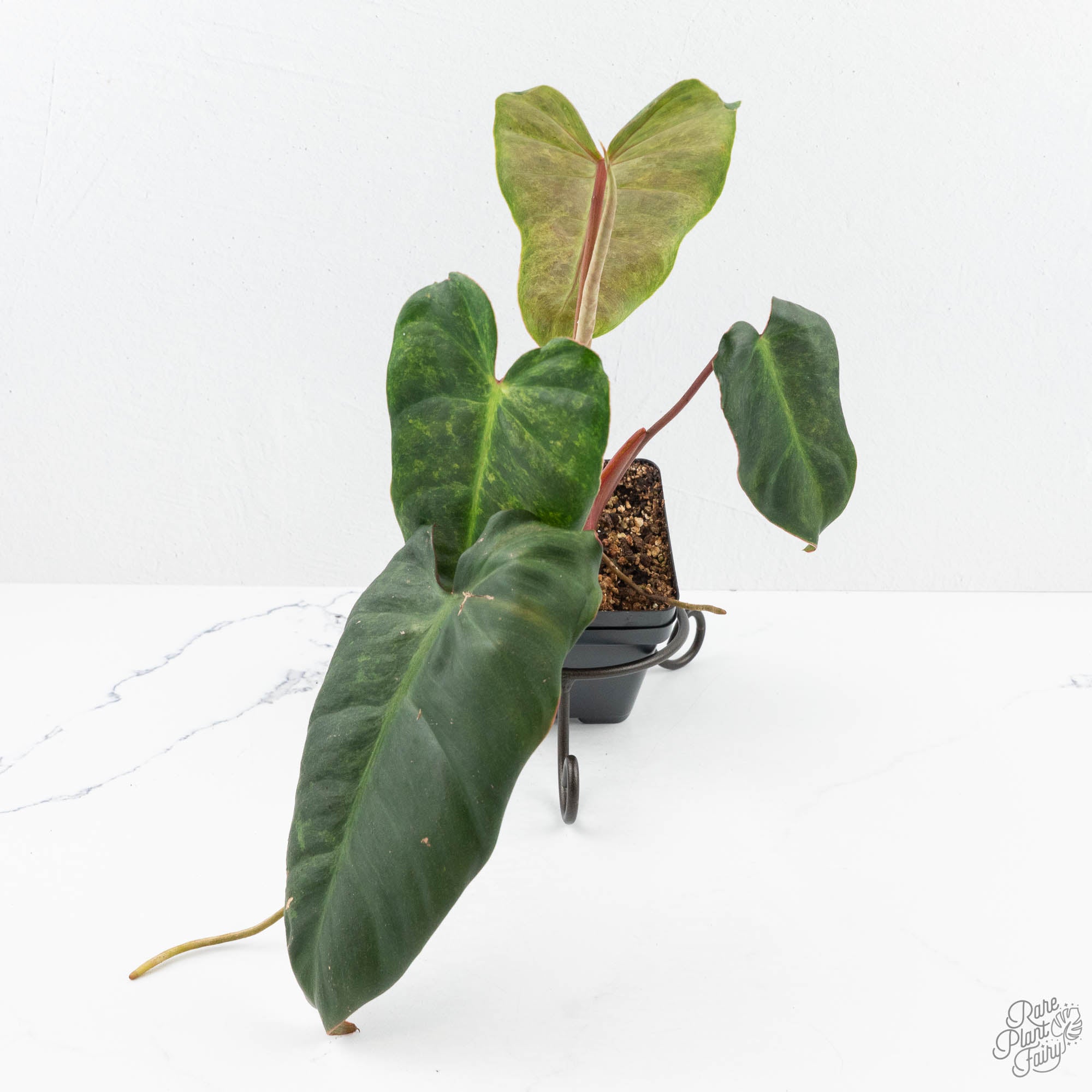 Philodendron 'El Choco Red' x 'Billietiae' Variegated (wk19-I