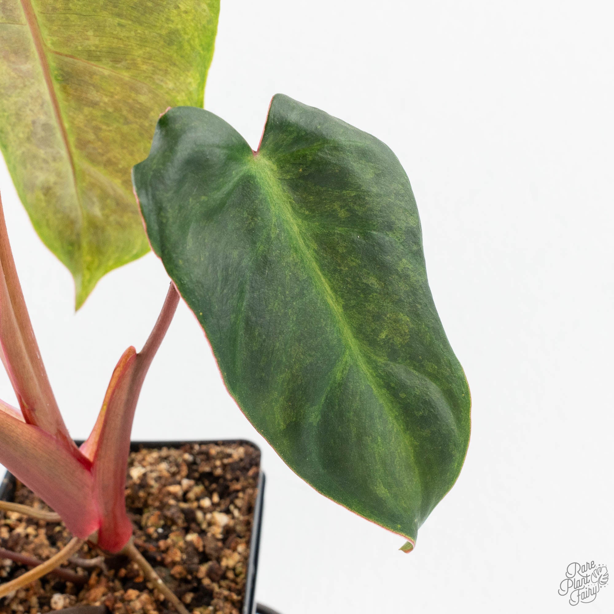 Philodendron 'El Choco Red' x 'Billietiae' Variegated (wk19-I