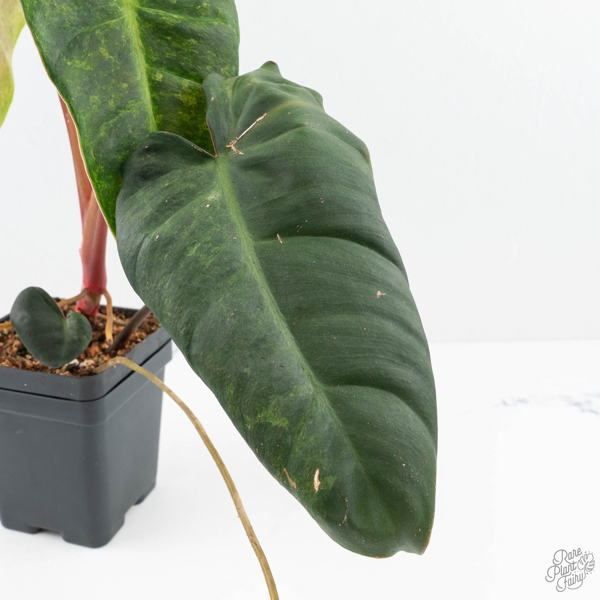Philodendron 'El Choco Red' x 'Billietiae' Variegated (wk19-I