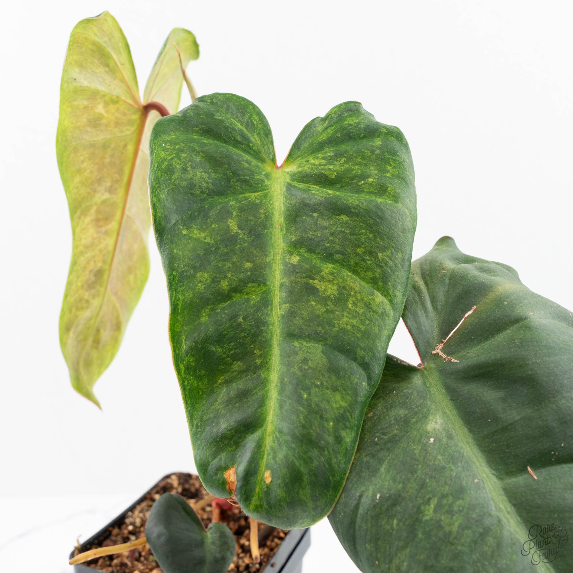 Philodendron 'El Choco Red' x 'Billietiae' Variegated (wk19-I