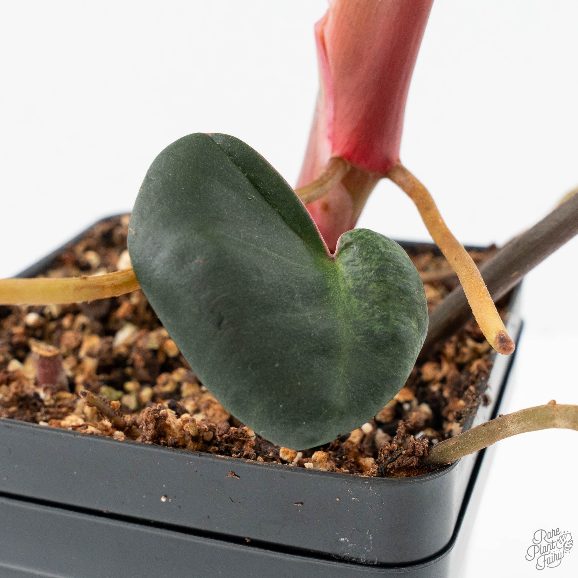 Philodendron 'El Choco Red' x 'Billietiae' Variegated (wk19-I