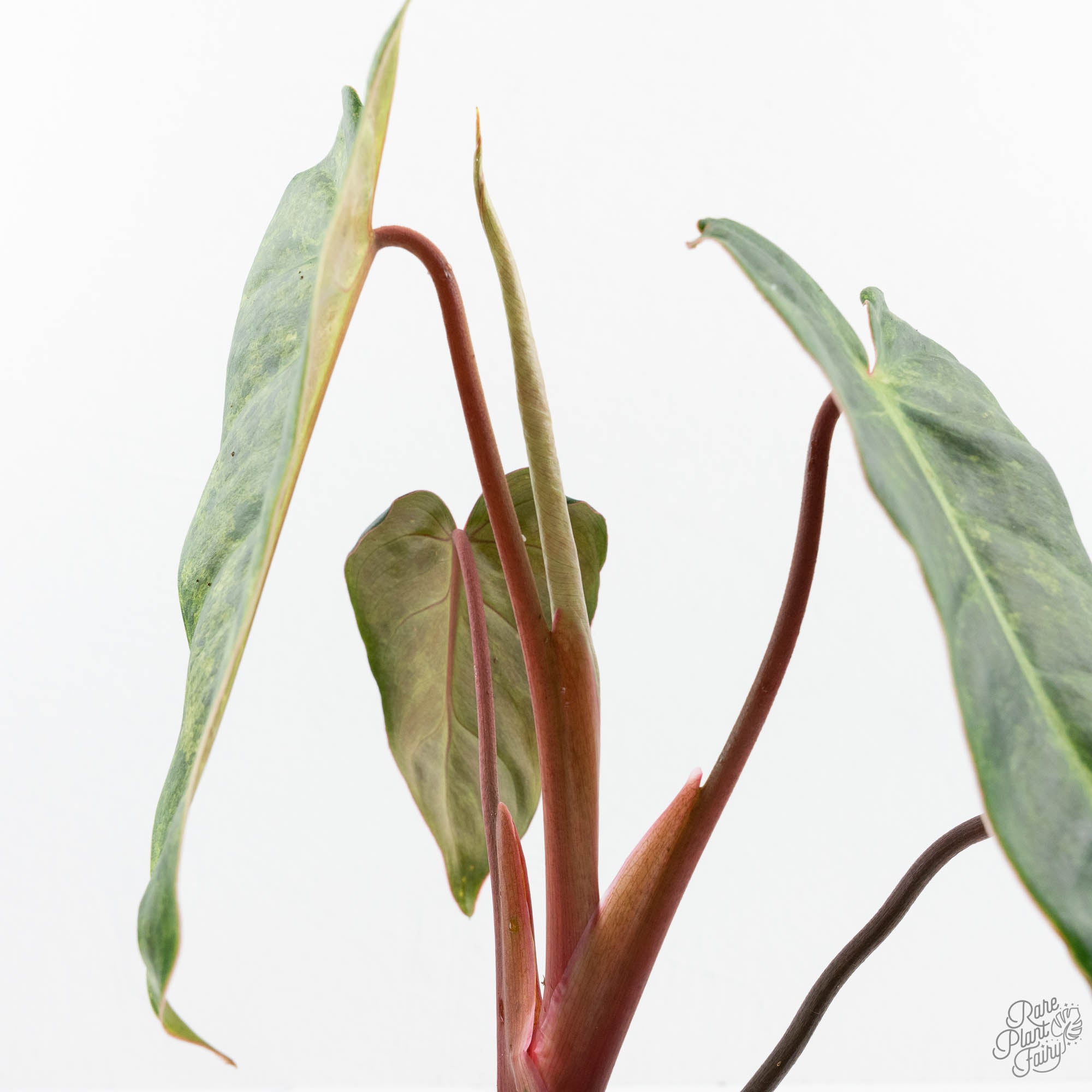 Philodendron 'El Choco Red' x 'Billietiae' Variegated (wk19-I
