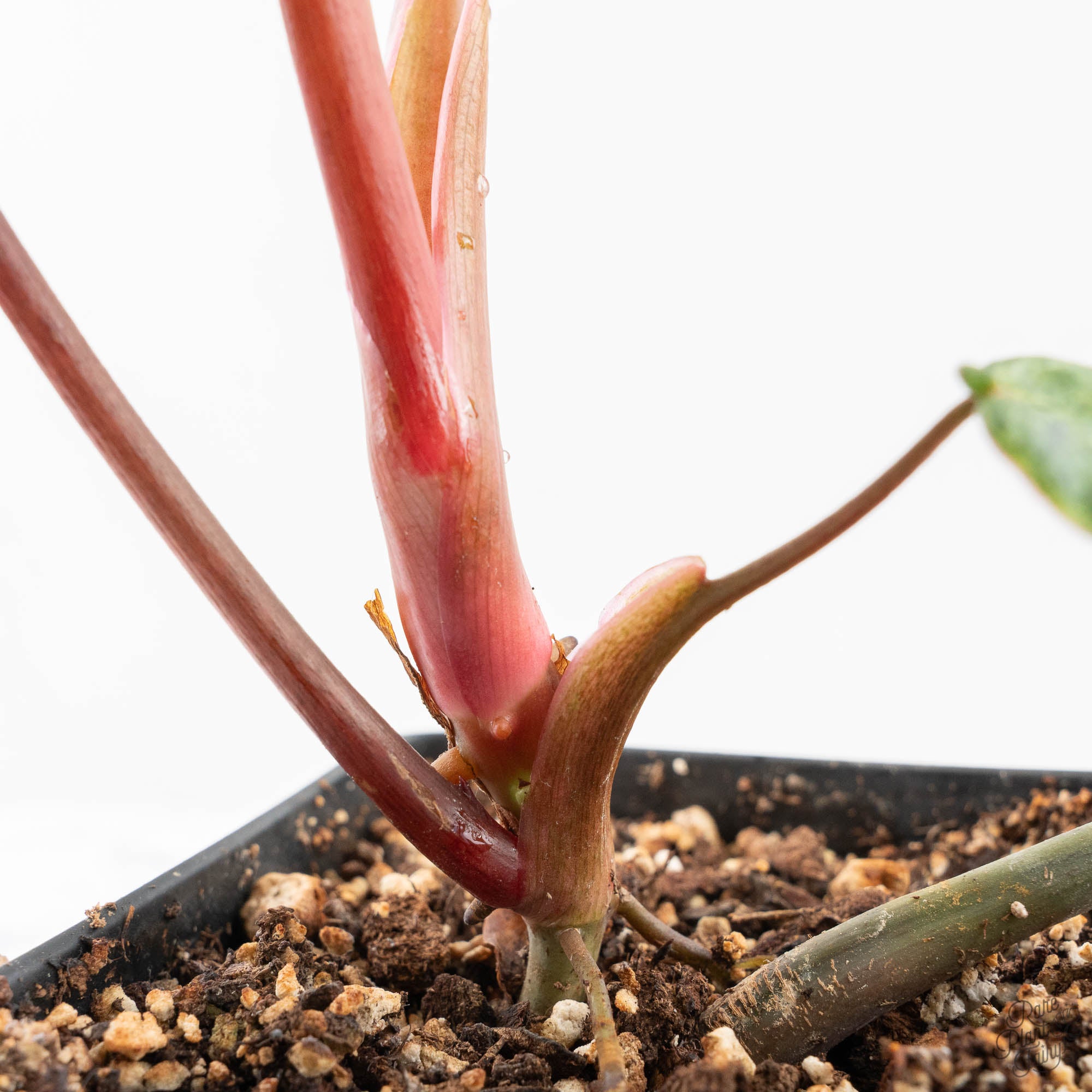 Philodendron 'El Choco Red' x 'Billietiae' Variegated (wk20-L