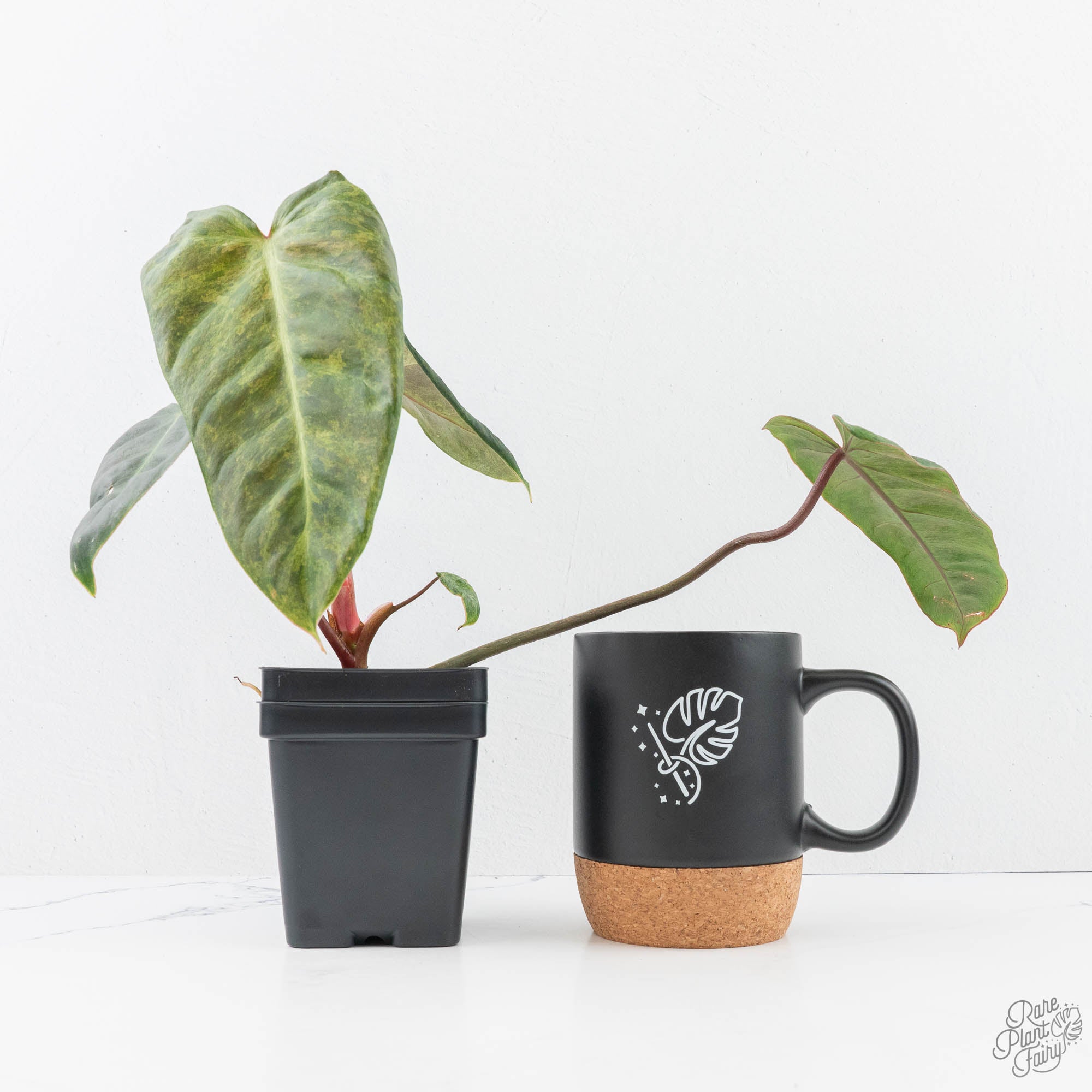 Philodendron 'El Choco Red' x 'Billietiae' Variegated (wk20-L