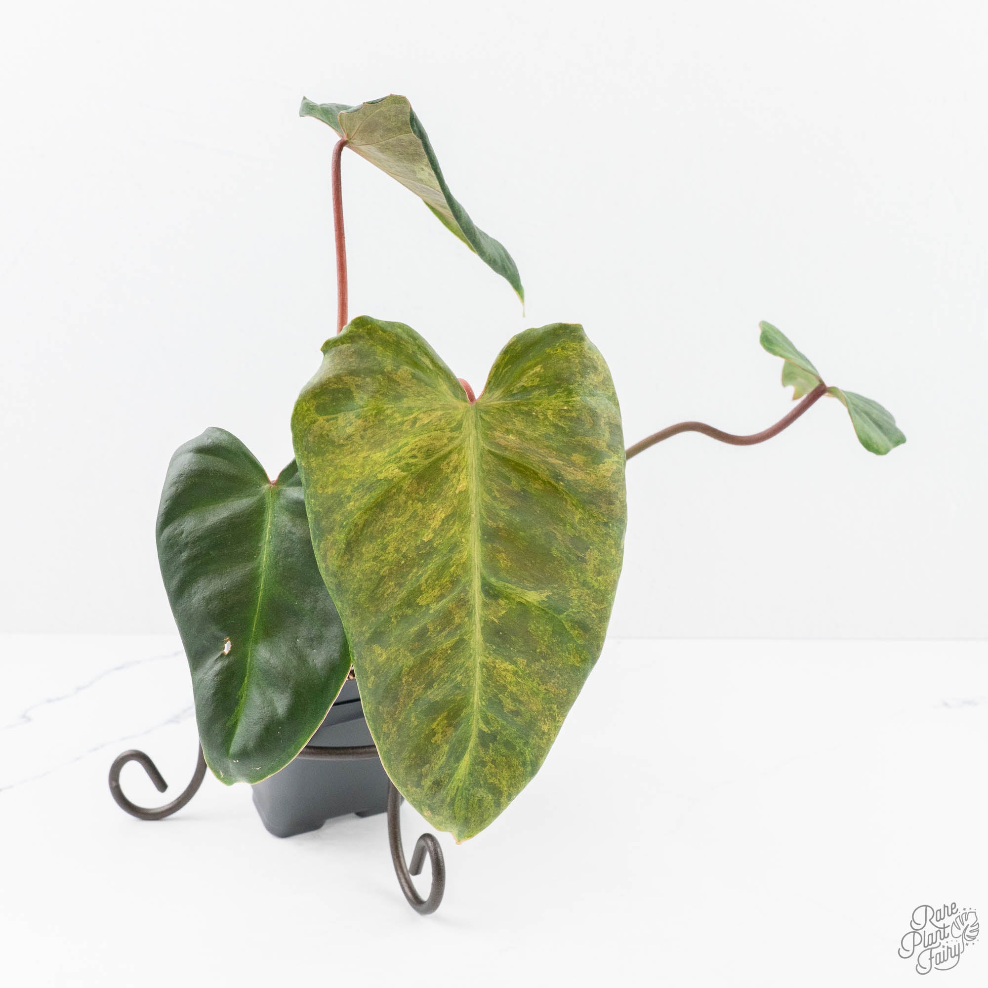 Philodendron 'El Choco Red' x 'Billietiae' Variegated (wk20-L