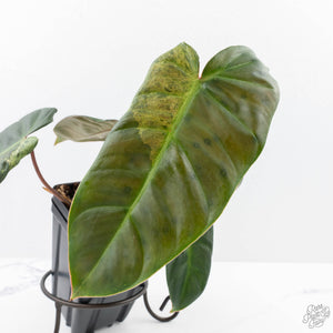 Philodendron 'El Choco Red' x 'Billietiae' Variegated (wk22-S)