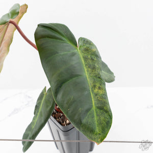 Philodendron 'El Choco Red' x 'Billietiae' Variegated (wk22-S)