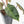 Philodendron 'El Choco Red' x 'Billietiae' Variegated (wk22-S)
