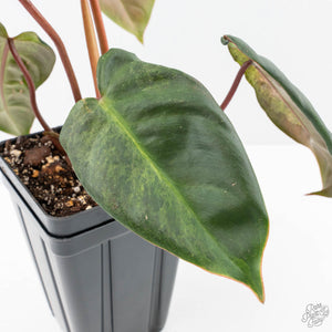 Philodendron 'El Choco Red' x 'Billietiae' Variegated (wk22-S)