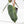 Philodendron 'El Choco Red' x 'Billietiae' Variegated (wk22-S)