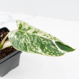 Philodendron 'Emerald Ice' (wk32-I)