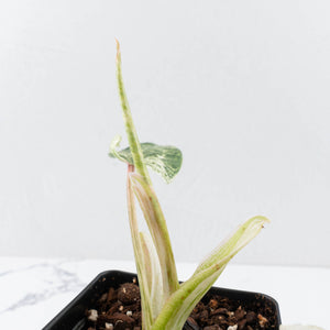 Philodendron 'Emerald Ice' (wk32-I)