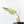 Philodendron 'Emerald Ice' (wk32-I)