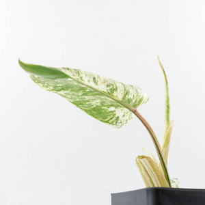 Philodendron 'Emerald Ice' (wk32-I)