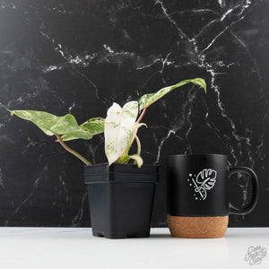 Philodendron 'Emerald Ice' (wk38-L274)