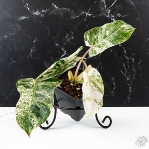 Philodendron 'Emerald Ice' (wk38-L274)