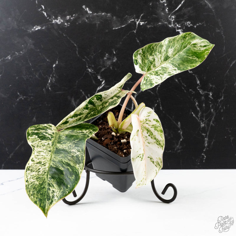 Philodendron 'Emerald Ice' (wk38-L274)
